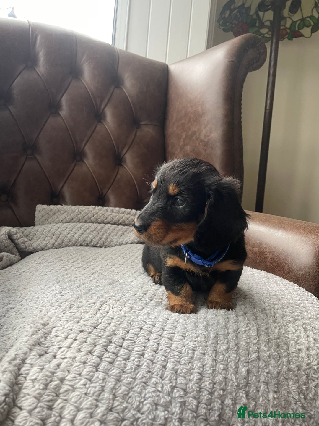 Miniature Dachshund dogs for sale: Miniature longhaired dachshund puppies   - Advert 5