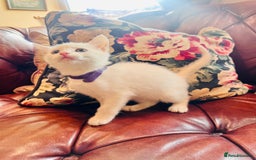 Mixed Breed cats for sale: *READY NOW* 3 Beautiful White Kittens - Image 4