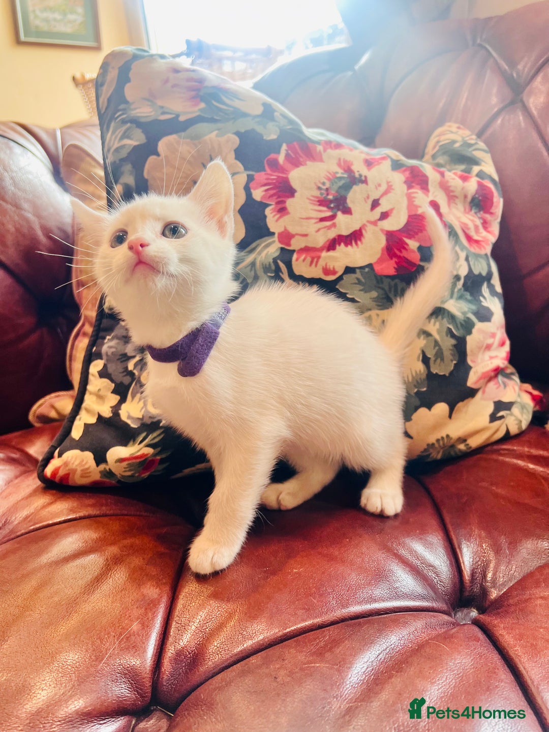 Mixed Breed cats for sale: *READY NOW* 3 Beautiful White Kittens - Image 4