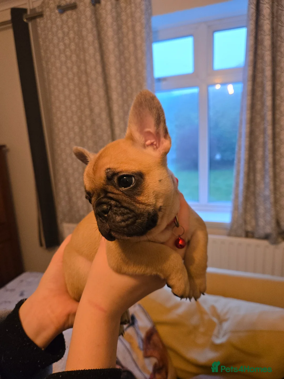 French Bulldog dogs for sale: French bulldog puppies.  - Advert 16
