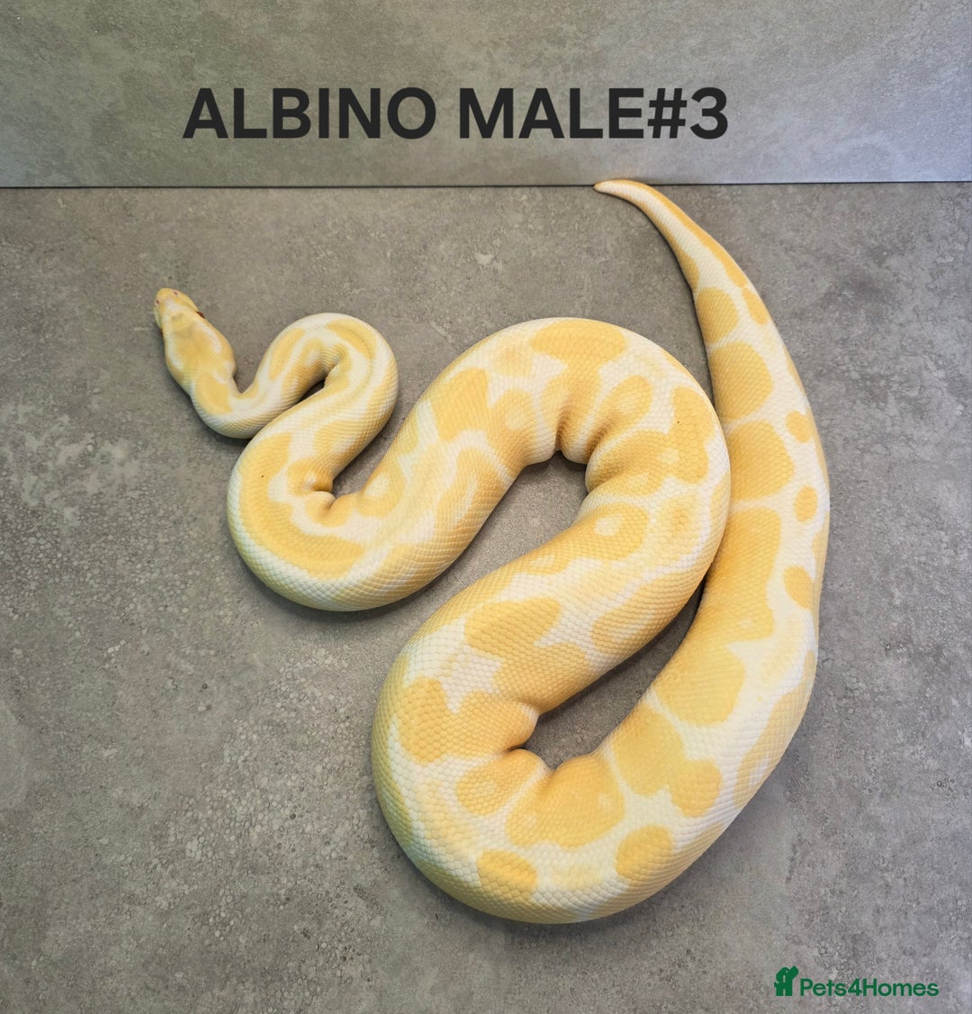 Python Snake reptiles for sale: Royal pythons - Image 11