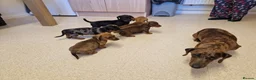Miniature Dachshund dogs for sale: Miniature chocolate dapple black tan dachshund - Advert 13