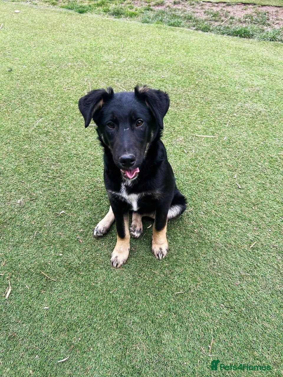 Mixed Breed dogs Barker - Advert 1