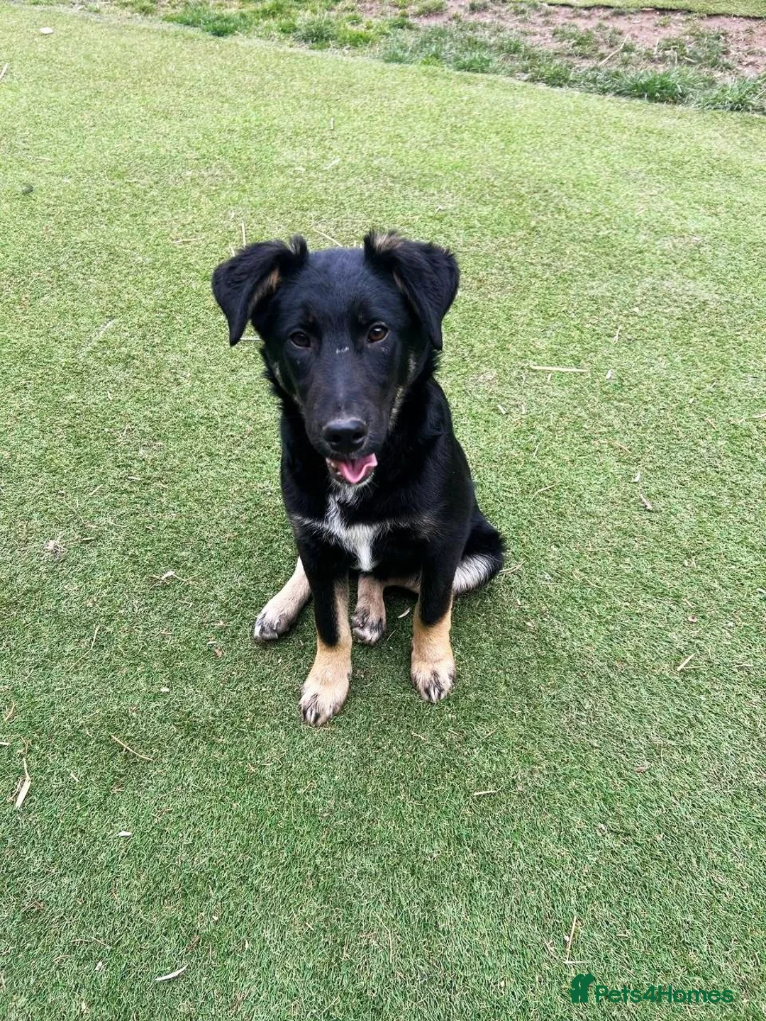 Mixed Breed dogs for adoption: Barker - Advert 1