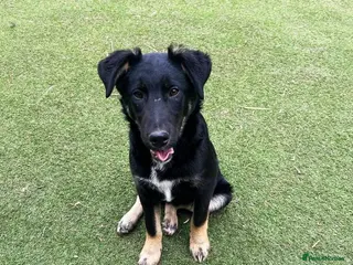 Mixed Breed dogs Barker - Advert 1