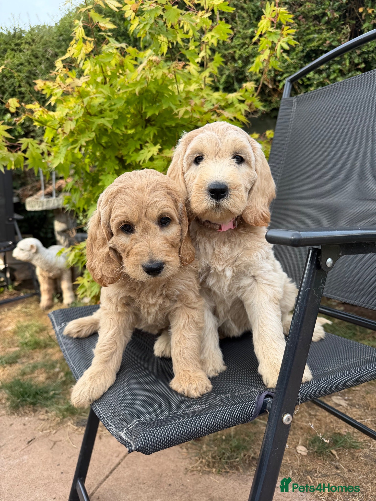 Goldendoodle dogs Beautiful Goldendoodle Puppies ready next week - Advert 5