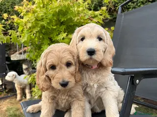 Goldendoodle dogs Beautiful Goldendoodle Puppies ready next week - Advert 5