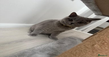 British Shorthair cats - Advert 6