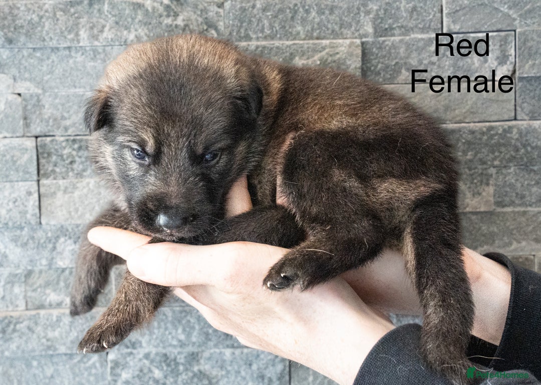 German Shepherd dogs for sale: German Shepherd Puppies - Image 11