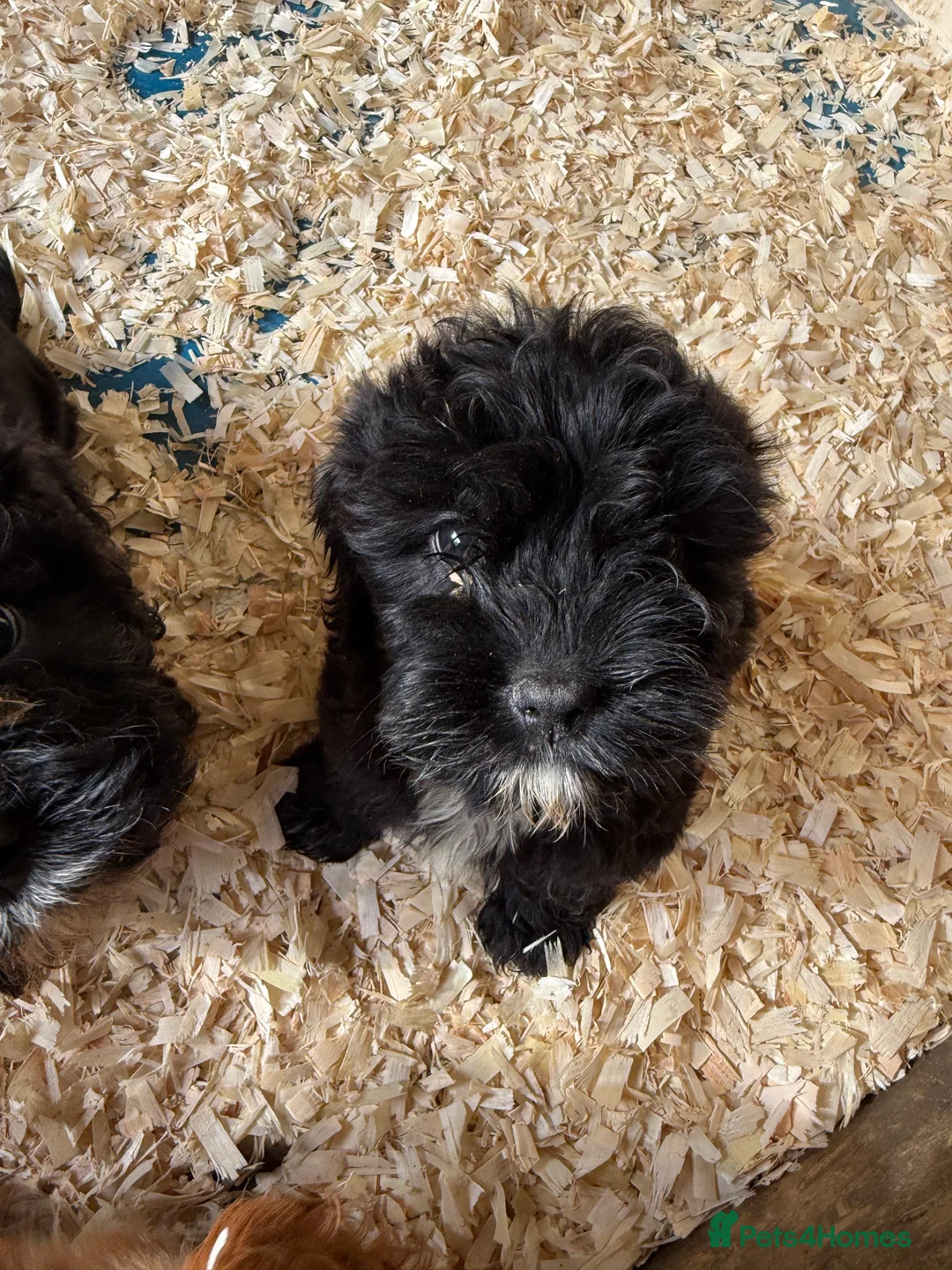 Mixed Breed dogs for sale: Lovely Cavapoos READY NOW apricot and black/white  - Advert 10