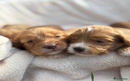 Cockapoo dogs for sale: Stunning Cockapoo Puppies KC Reg Parents - Image 1