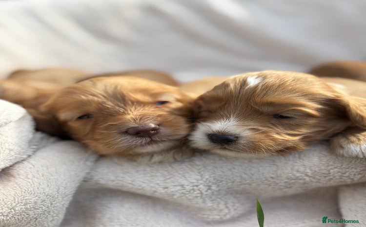 Cockapoo dogs - Advert 16