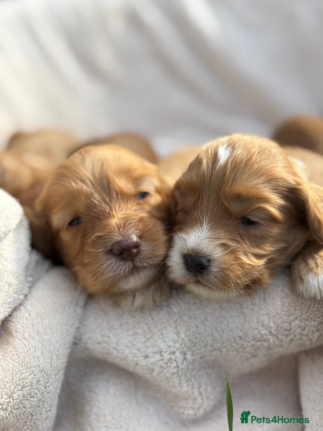 Cockapoo dogs for sale: Stunning Cockapoo Puppies KC Reg Parents - Image 1