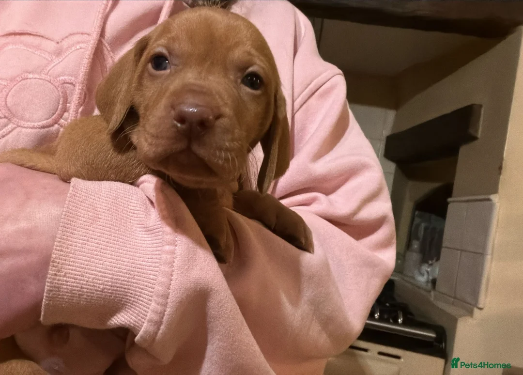 Hungarian Vizsla dogs for sale: *SHOW QUALITY PUPPY*CHAMPION BRED PUPPIES - Advert 14