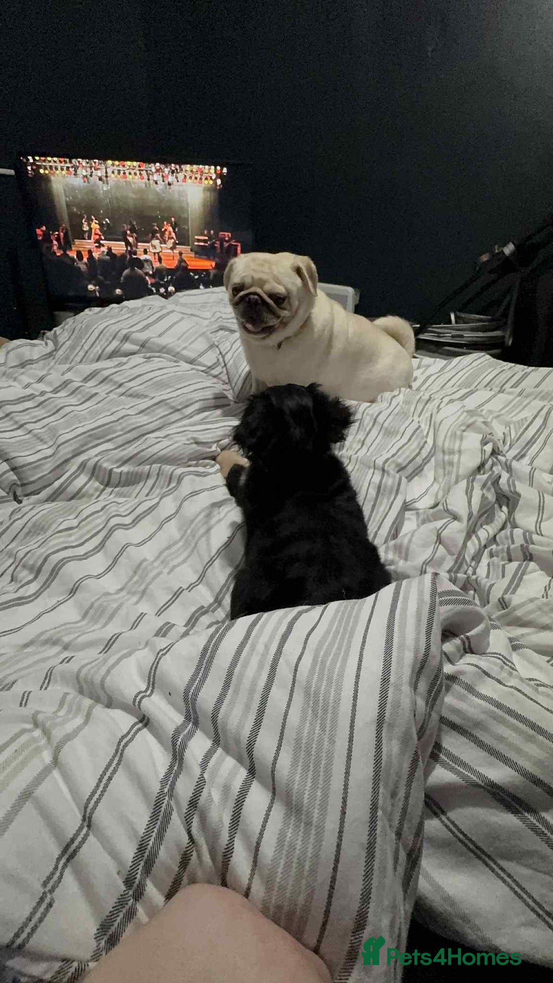 Pug dogs for sale: Scar fluffy pug - Image 6