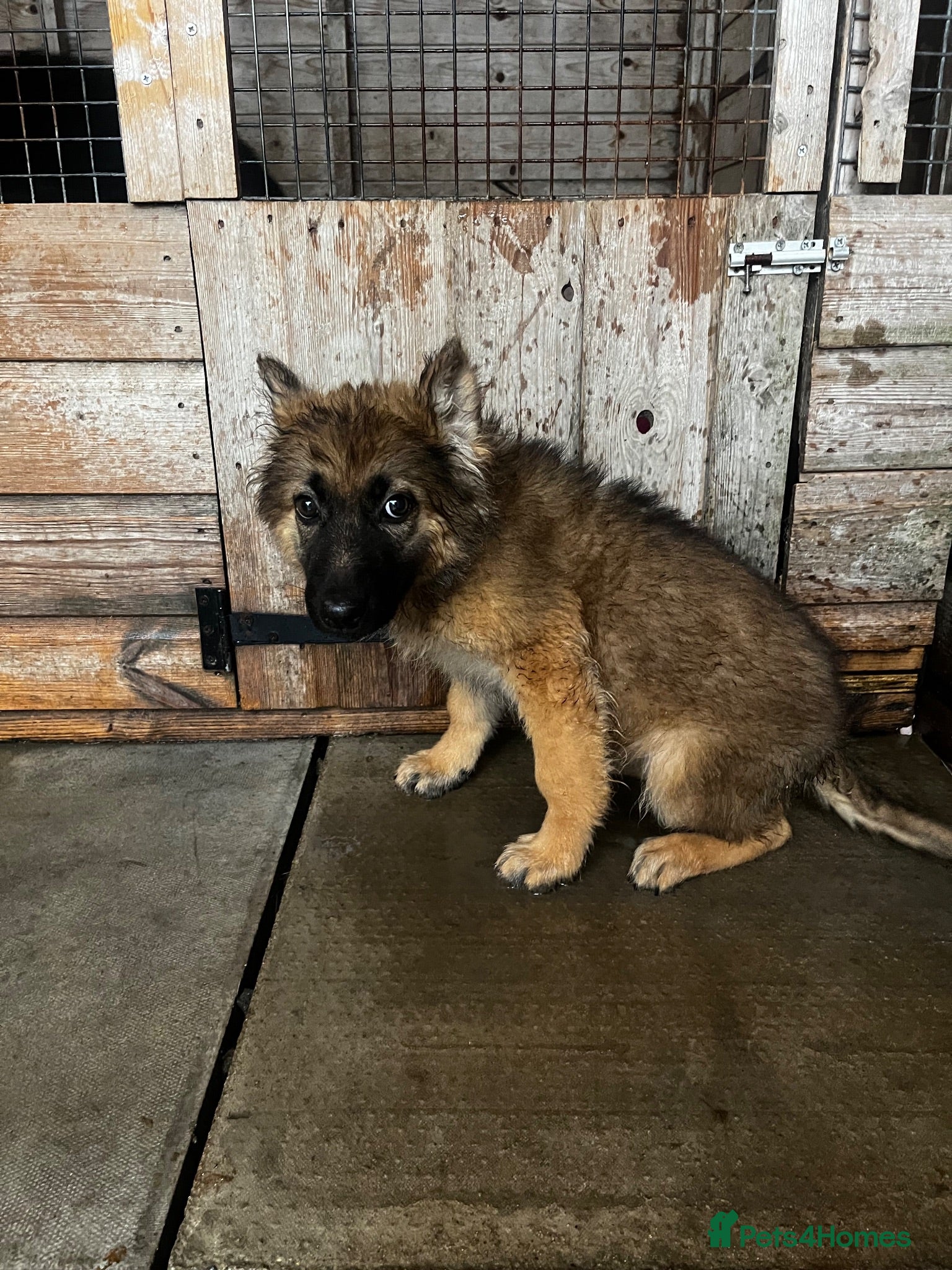 German Shepherd dogs German shepherd puppies  - Advert 2