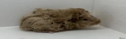 Guinea Pig rodents for sale: Stunning! Female & Male Baby Alpaca Guineapigs  - Advert 7