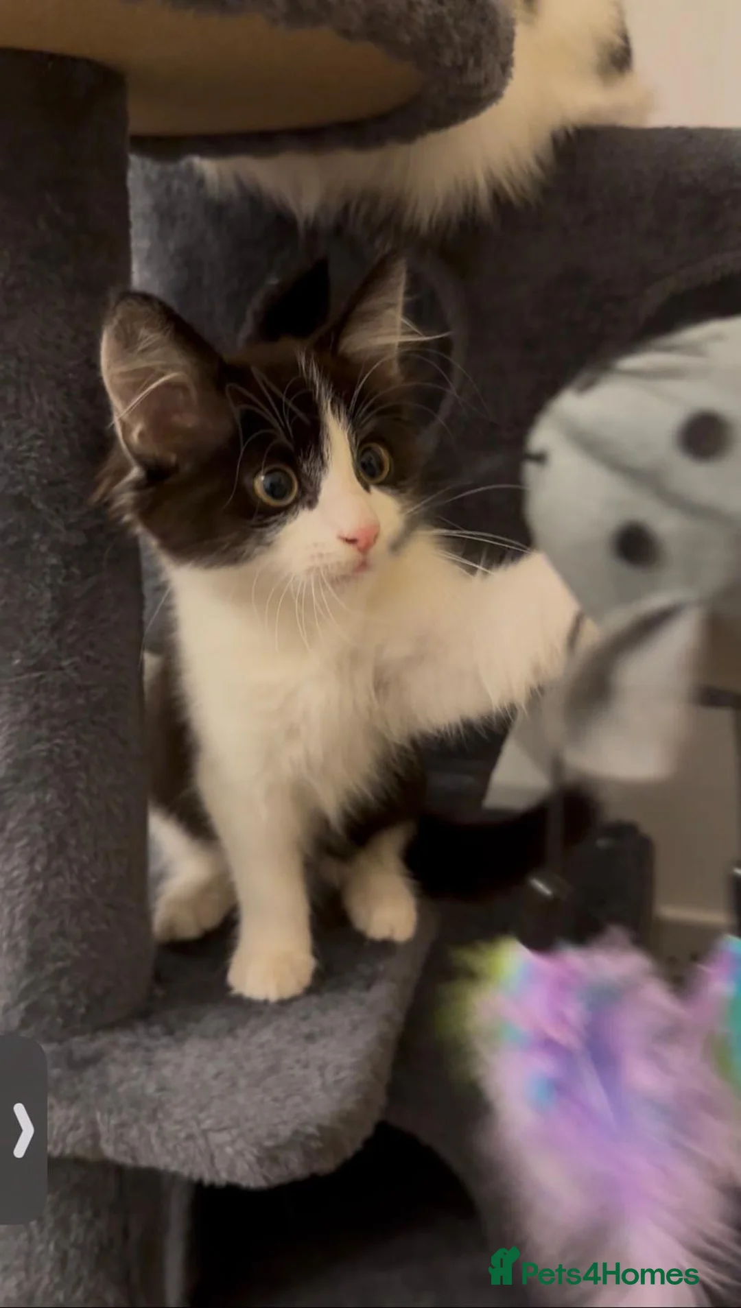 Mixed Breed cats for sale: Lovely fluffy Kittens Ready for New Homes - Advert 2