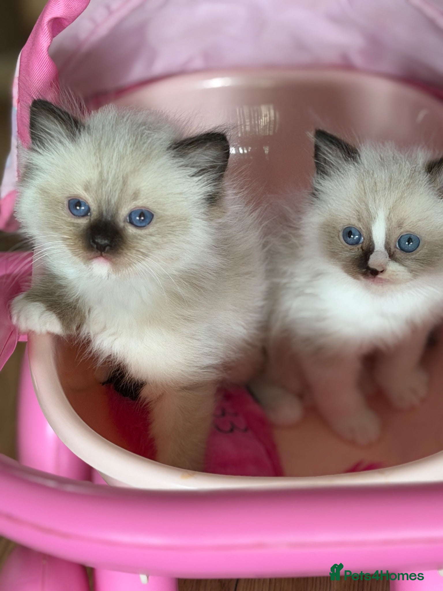 Ragdoll cats  ✨Ragdoll Kittens Champion bloodline ✨ - Advert 1