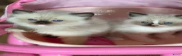Ragdoll cats for sale:  ✨Ragdoll Kittens Champion bloodline ✨ in Birmingham - Advert 1