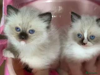 Ragdoll cats ✨Ragdoll Kittens Champion bloodline ✨ - Advert 1