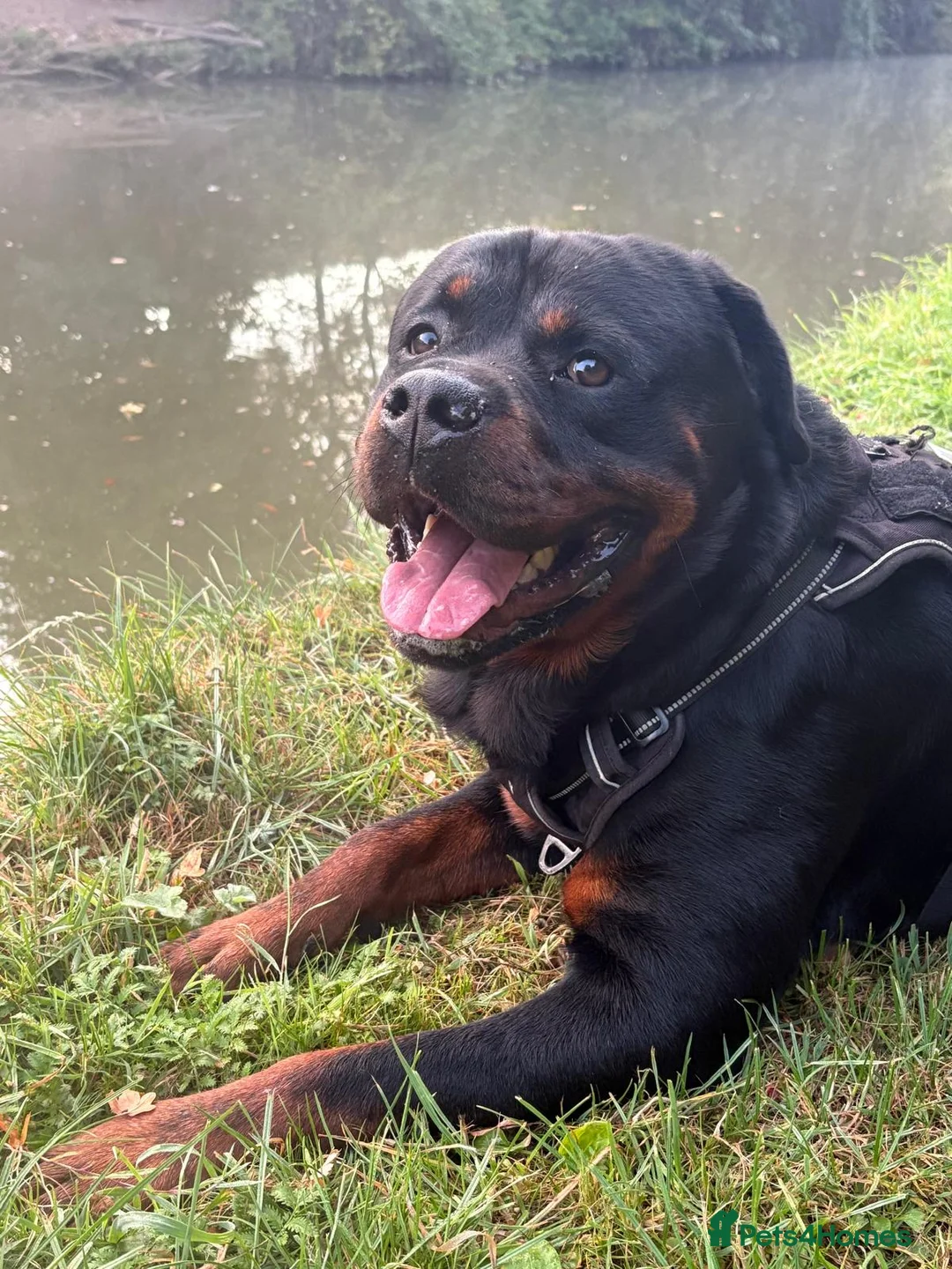 Rottweiler dogs for stud: Pure Pedigree Rottweiler Stud in Coventry - Advert 3