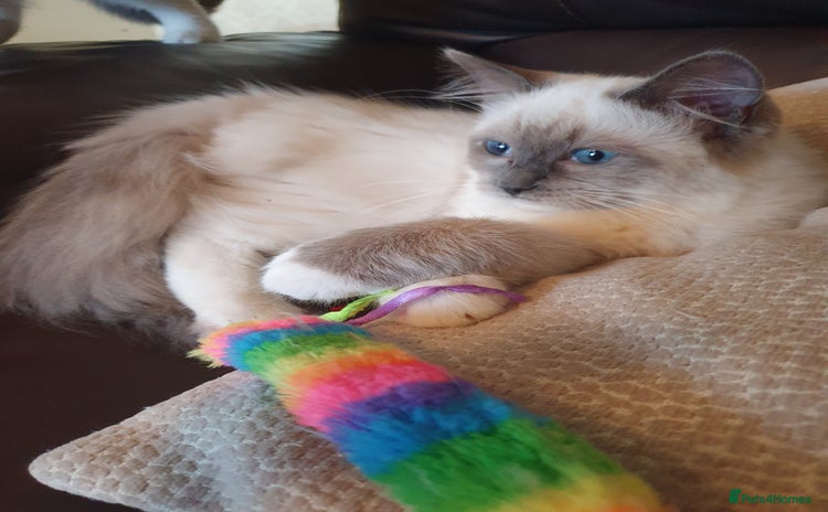 Ragdoll cats - Advert 1