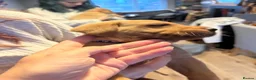 Labrador Retriever dogs for sale: Beautiful Labrador puppies for sale  - Advert 15