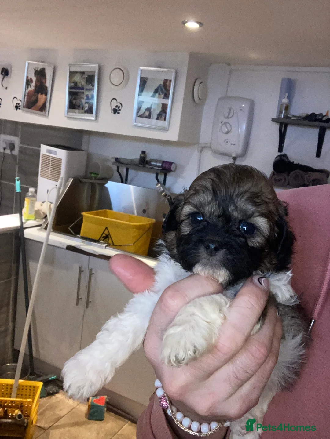 Shihpoo dogs for sale: WAITING LIST Toy Shihpoo puppies  - Advert 4