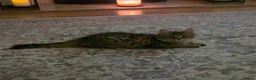Mixed Breed cats for sale: Two Tabby brothers  in Woking - Advert 3