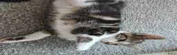 Mixed Breed cats for sale: Beautiful Kittens Looking for Loving Homes - Advert 29