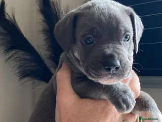 Mixed Breed dogs Cane Corso X Staff Puppies - Advert 1