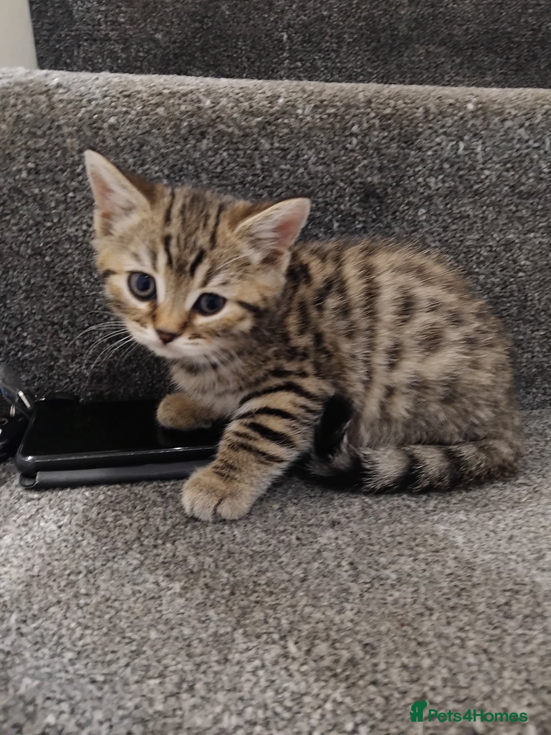 Mixed Breed cats for sale: Cross breed kittens - Advert 3