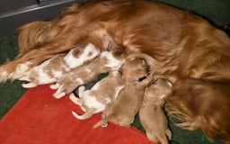 Cavalier King Charles Spaniel dogs for sale: Specialist Tested Cavalier King Charles  - Image 3