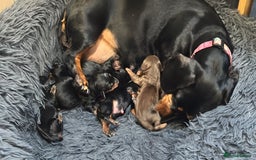 Miniature Dachshund dogs for sale: Miniature Dachshund puppies - Image 8
