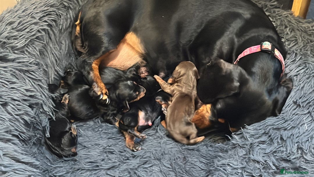 Miniature Dachshund dogs for sale: Miniature Dachshund puppies - Image 8