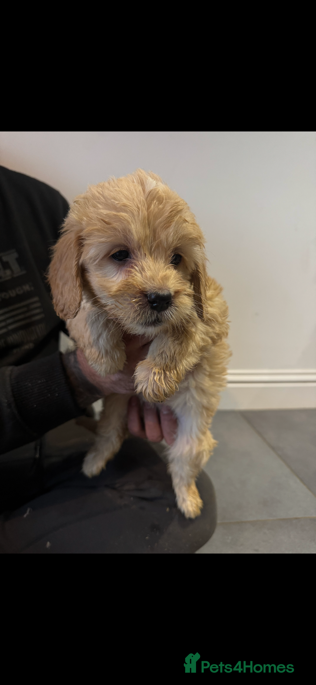 Cockapoo dogs for sale: F1 cockapoos  - Advert 11