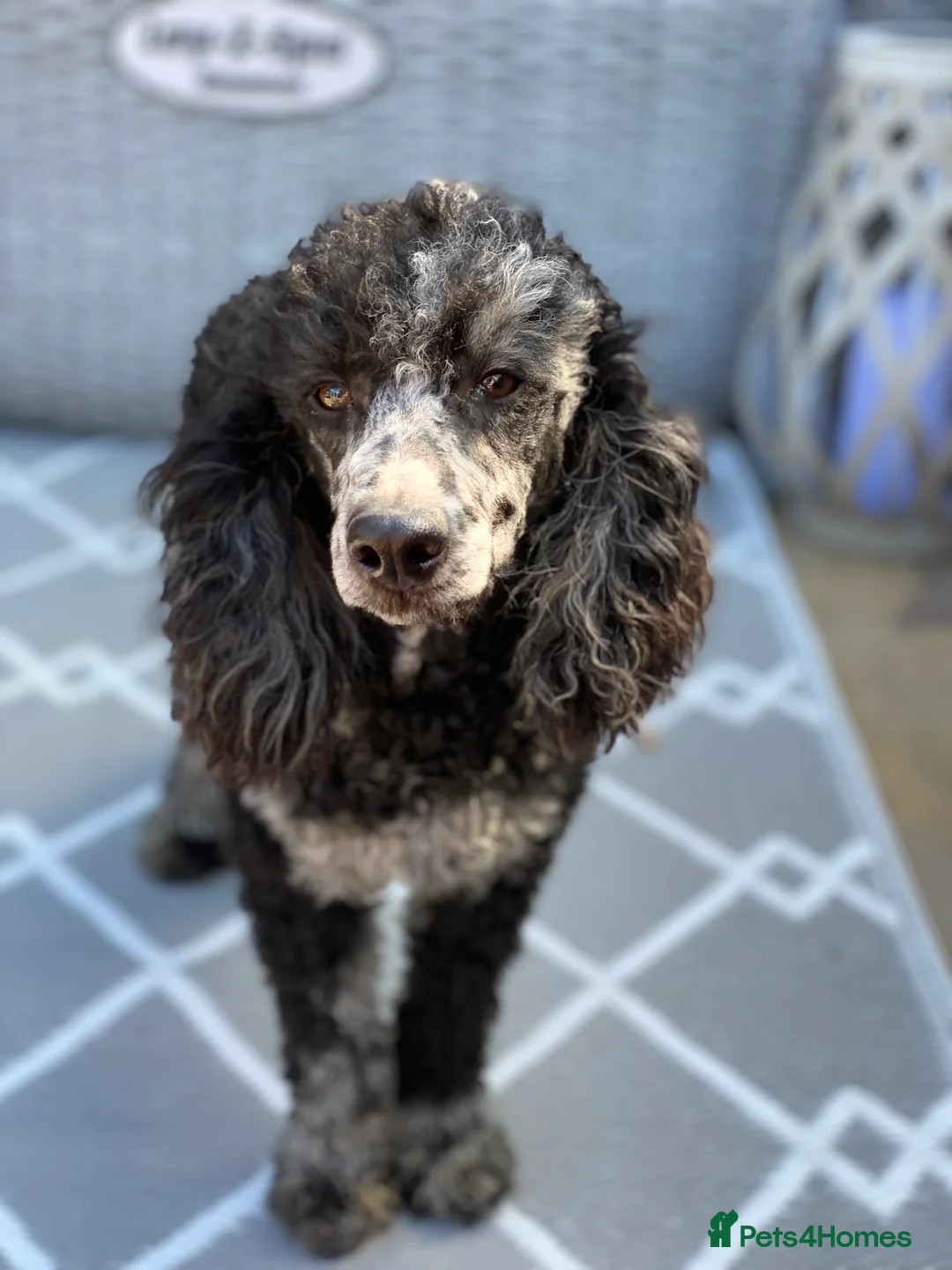 Miniature Poodle dogs for stud: Blue Merle min poodle carries phantom & choc in Chippenham - Advert 3