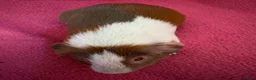 Guinea Pig rodents for sale: Guinea pig boar patch  tri colour slate,red,white  - Advert 7