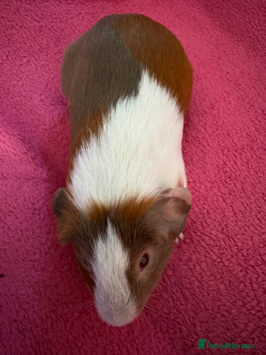 Guinea Pig rodents for sale: Guinea pig boar patch  tri colour slate,red,white  - Advert 7