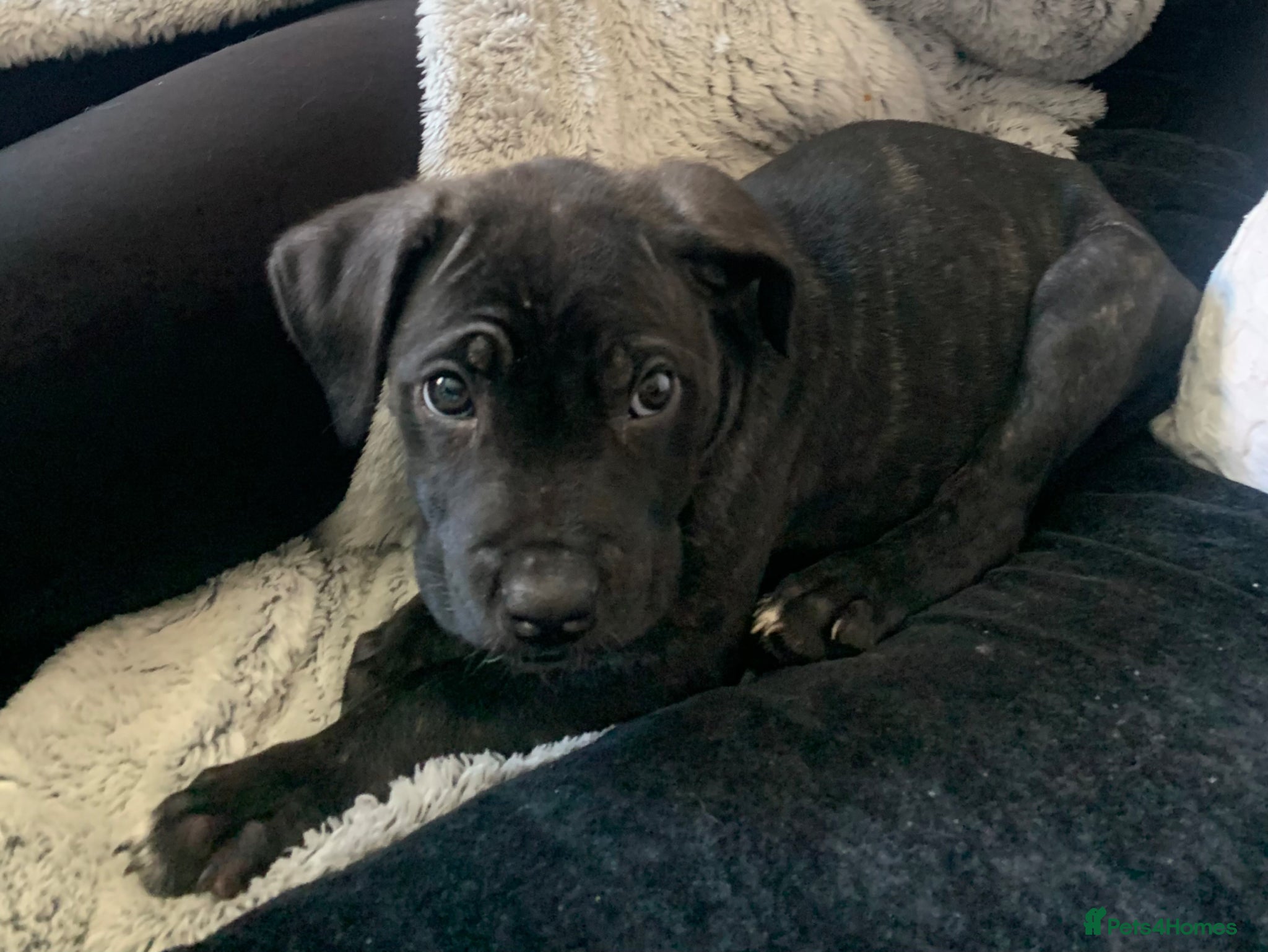 Cane Corso dogs Black brindle Cane Corso puppy  - Advert 6