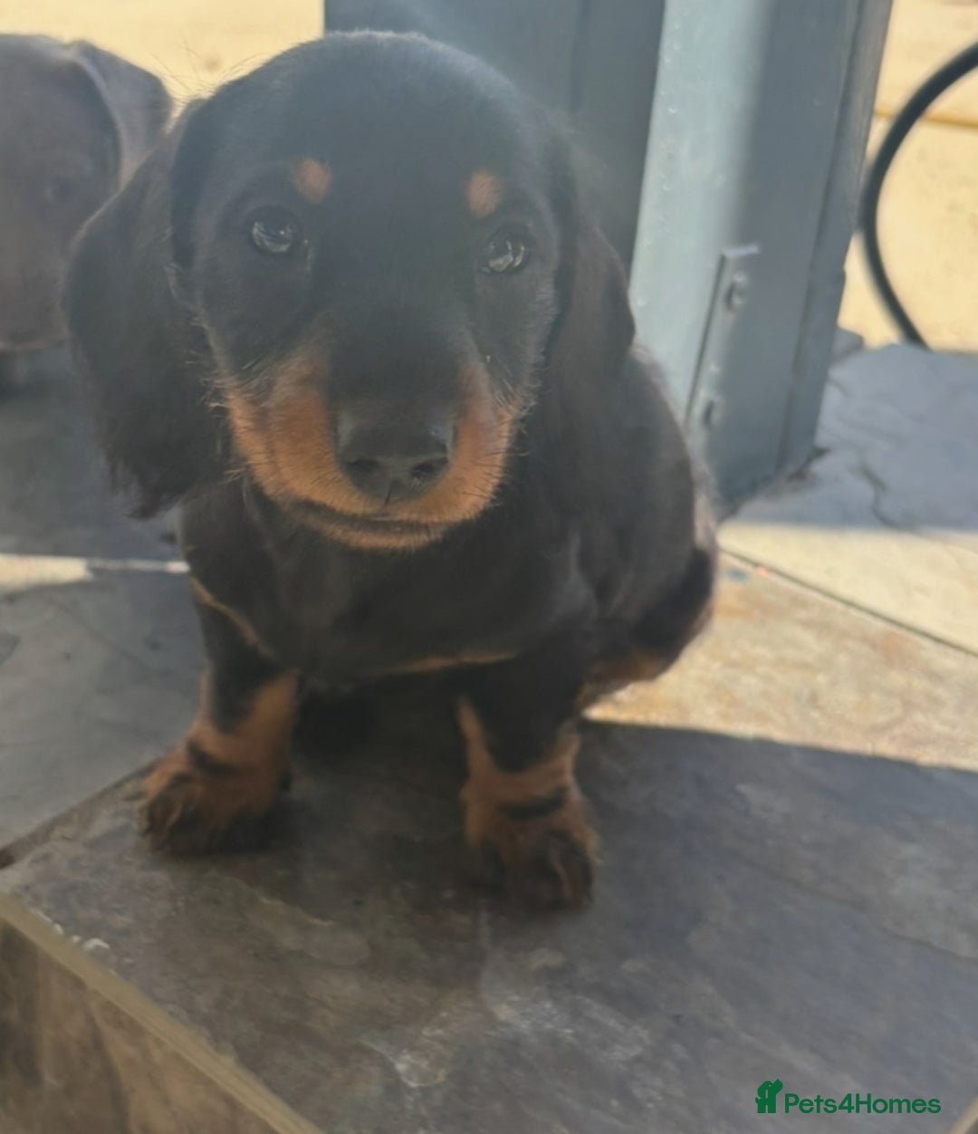 Miniature Dachshund dogs for sale: true miniature dachshunds - Image 5