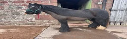 Irish Cob horses for sale: Marley in Dundee - Advert 4