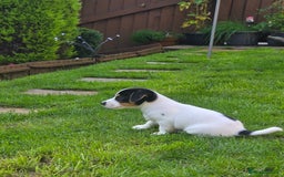 Jack Russell dogs for sale: Tricolour short legs Jack Russell  - Image 28