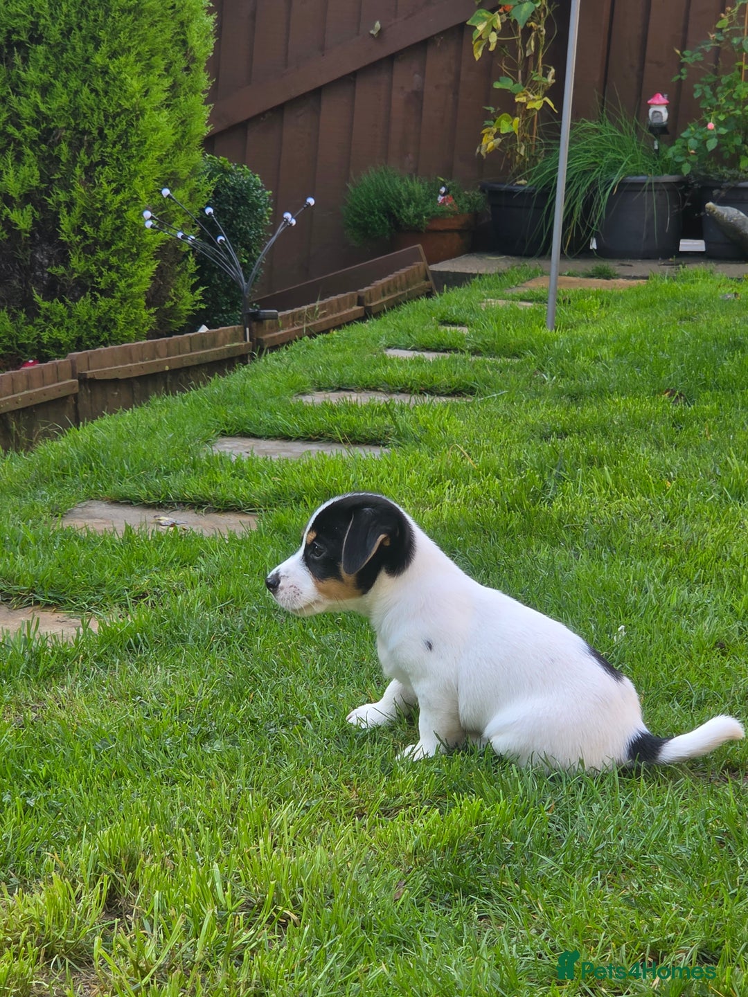 Jack Russell dogs for sale: Tricolour short legs Jack Russell  - Image 28