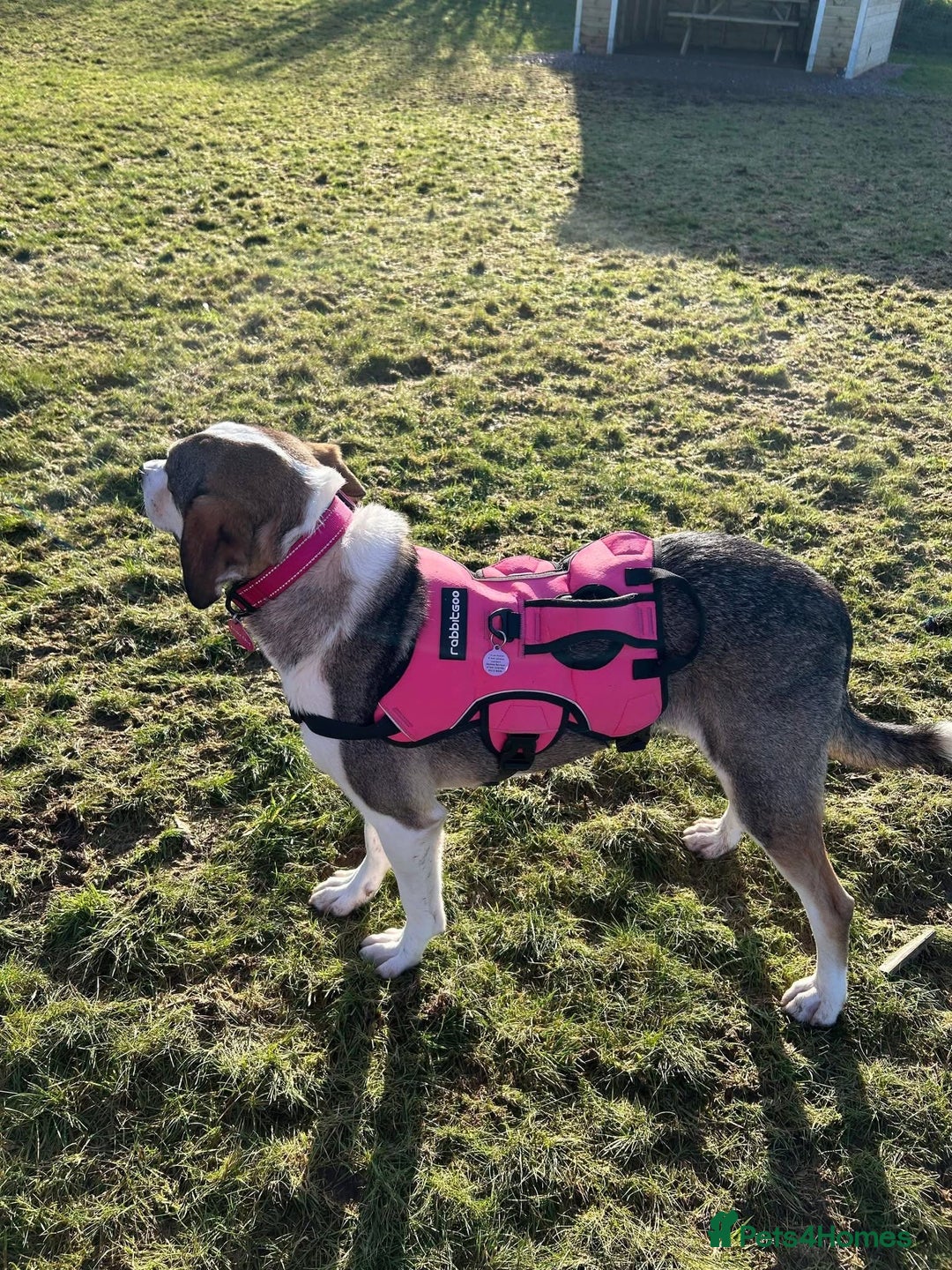 Mixed Breed dogs for adoption: MABEL - FOR ADOPTION  - Advert 3