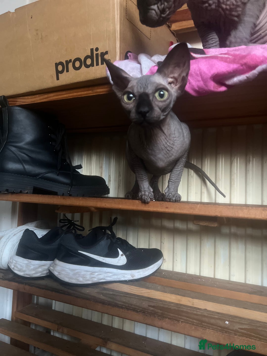 Sphynx cats for sale: Sphynx girl for sale - Advert 4