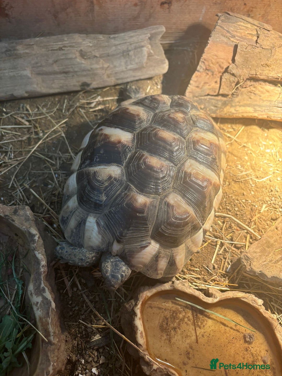 Hermann Tortoise reptiles for sale: Hermann tortoise and table - Advert 4