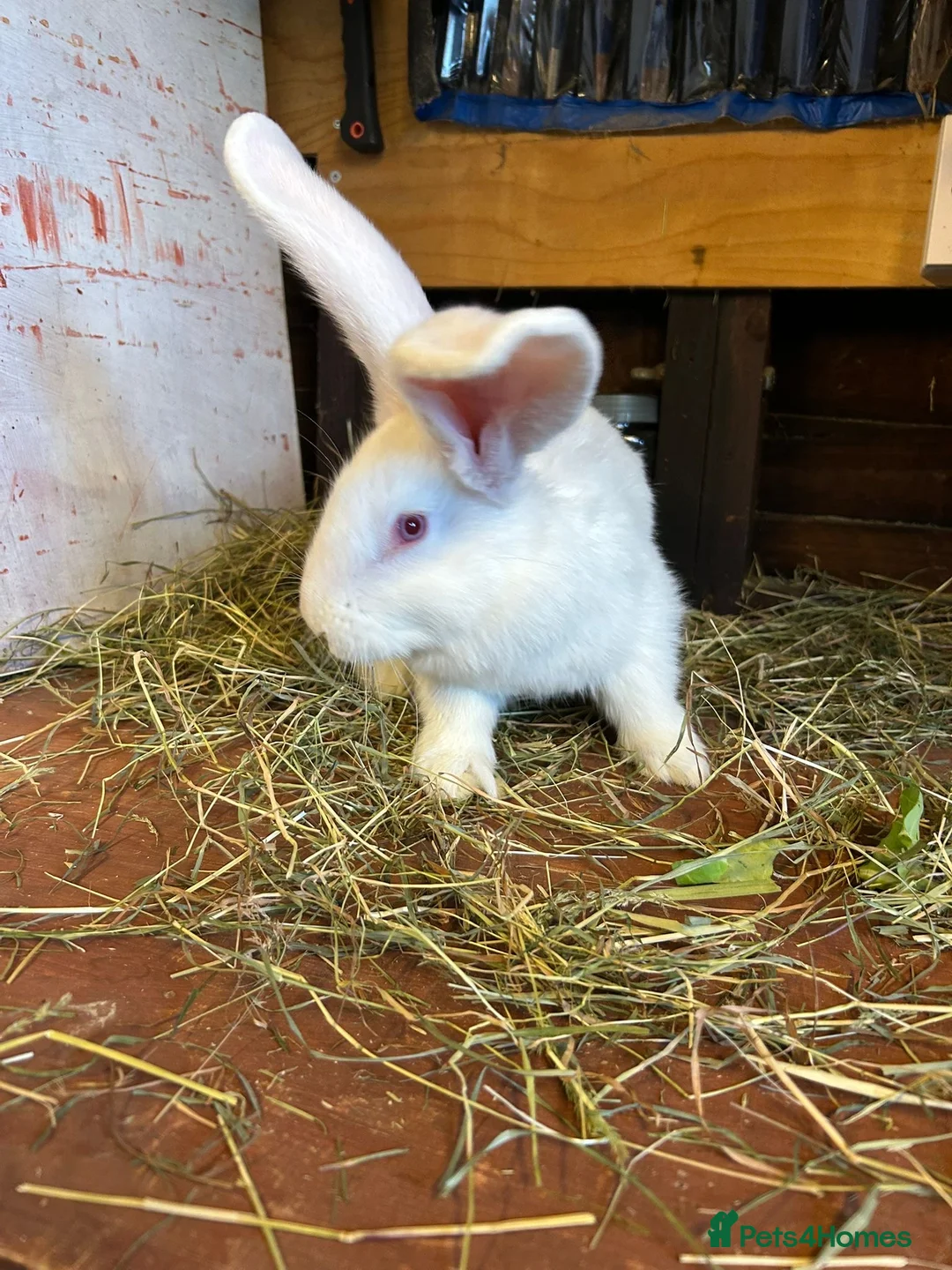 Mixed Breed rabbits for sale: Continental Giant baby bunnie in Wallingford - Advert 6