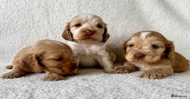 Cocker Spaniel dogs - Advert 1